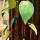 Ngispen - Leaves Magnet blade